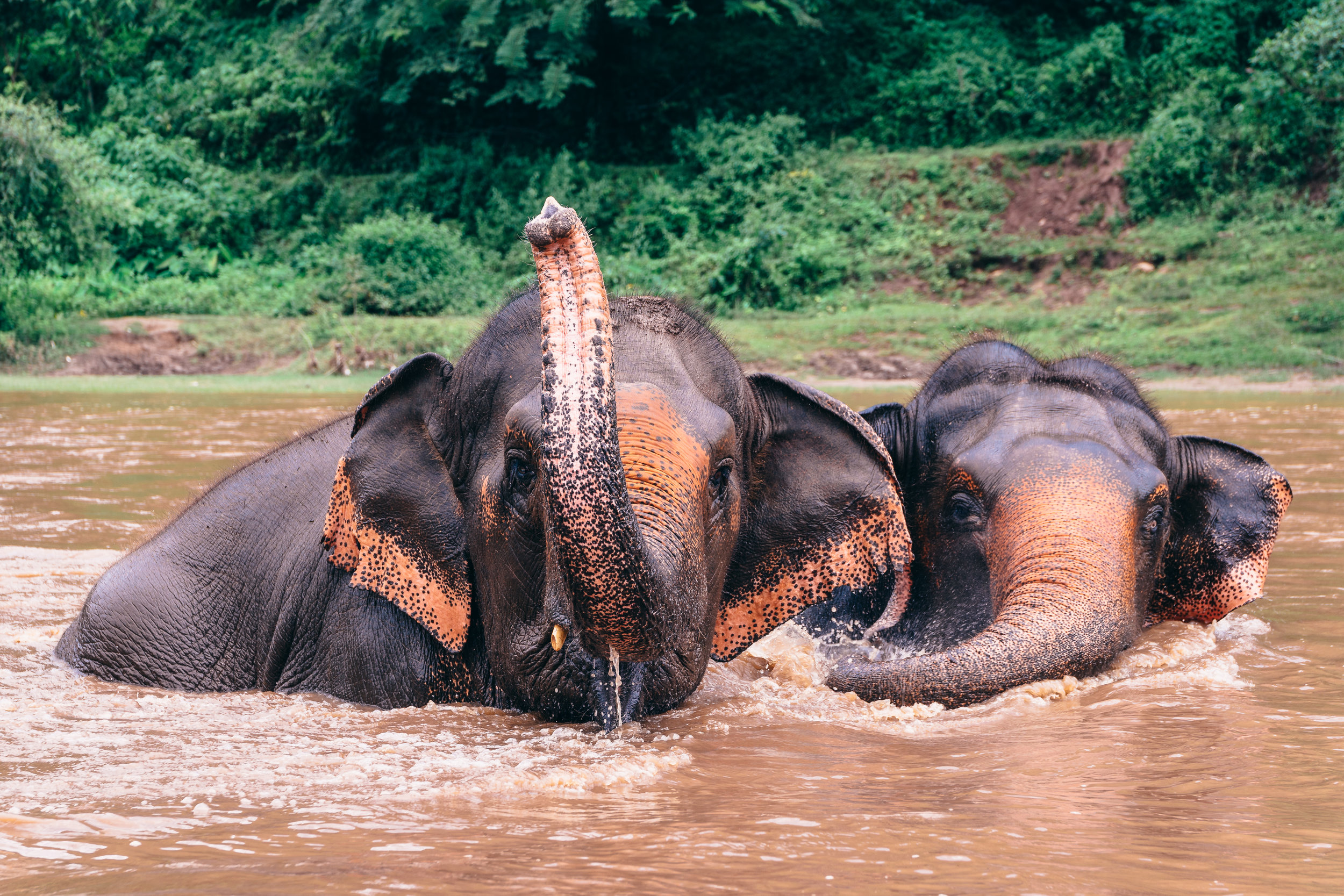 Elephant Sanctuaries in Thailand: Discover an Ethical Rescue for Elephants in Chiang Mai