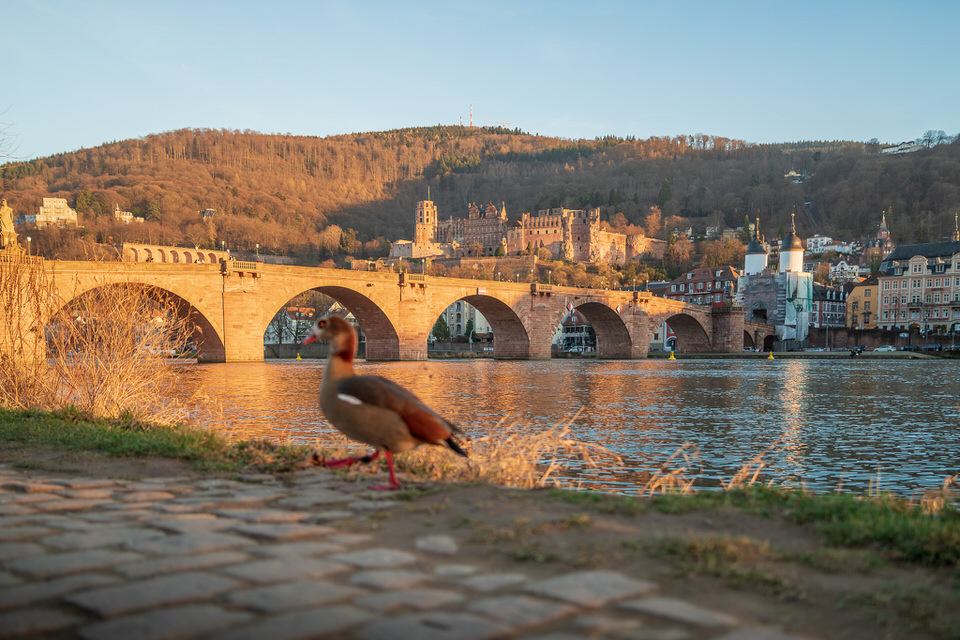 Visiting Heidelberg Castle – Schloss Heidelberg